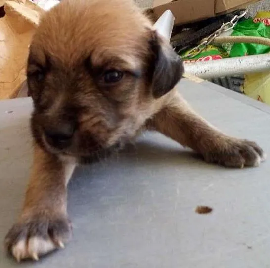 Cachorro ra a raça não definirá idade Abaixo de 2 meses nome Não tem nome
