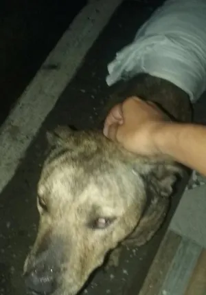 Cachorro raça Não sei idade 2 anos nome Não sei