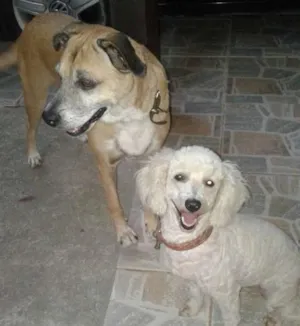 Cachorro raça mestiça idade 5 anos nome Sara