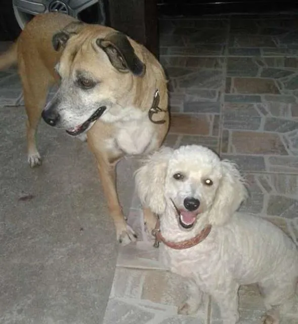 Cachorro ra a mestiça idade 5 anos nome Sara