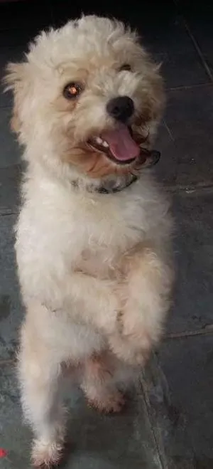 Cachorro raça viralata idade 1 ano nome luke