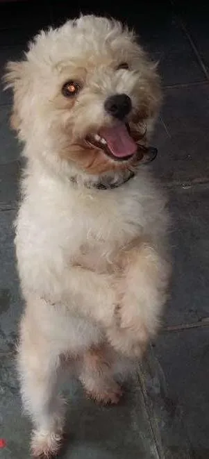 Cachorro ra a viralata idade 1 ano nome luke