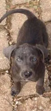 Cachorro ra a  idade 2 a 6 meses nome Filhotes fofos (Ros