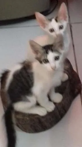 Gato ra a Vira lata idade 2 a 6 meses nome Sem nome