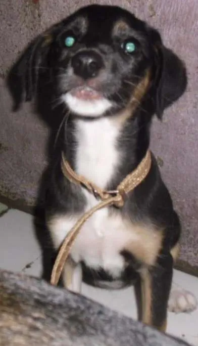 Cachorro ra a SRD idade 2 a 6 meses nome BIA