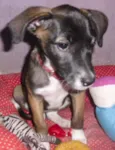 BELINHA