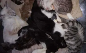 Gato raça  idade  nome varios