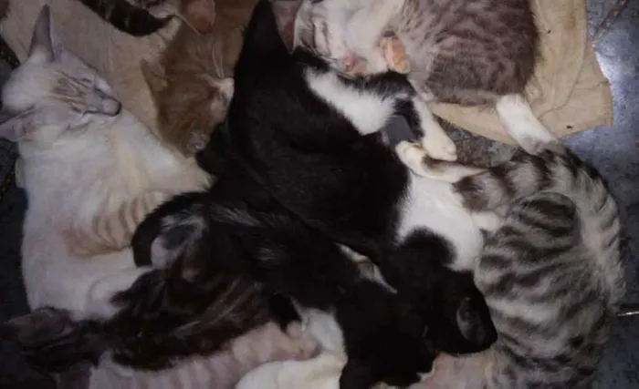 Gato ra a  idade  nome varios