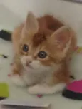 Benjamin