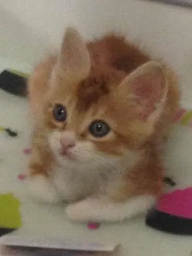Gato raça Vira lata idade 2 a 6 meses nome Benjamin