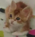 Benjamin
