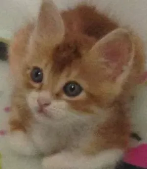 Gato raça Vira lata idade 2 a 6 meses nome Benjamin
