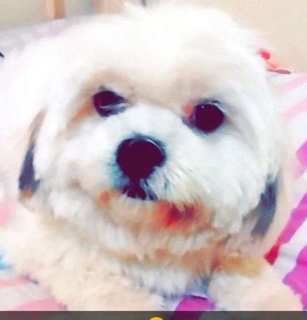 Cachorro ra a Lhasa apso idade 3 anos nome Melany