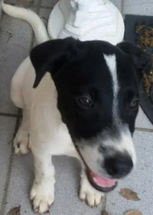 Cachorro raça SDR idade 2 a 6 meses nome Menino