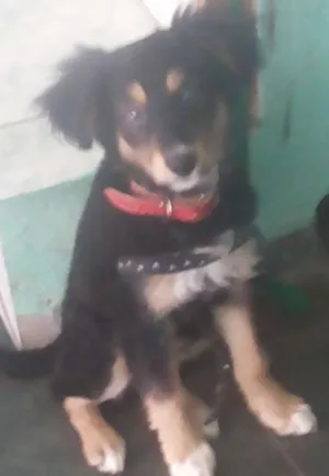 Cachorro raça VIRALATA idade 2 a 6 meses nome MAJU