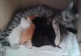 Pretinha,Bartô,Mel,
