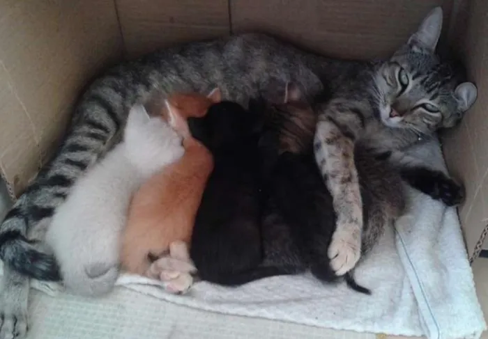 Gato raça  idade Abaixo de 2 meses nome Pretinha,Bartô,Mel,