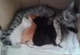 Pretinha,Bartô,Mel,