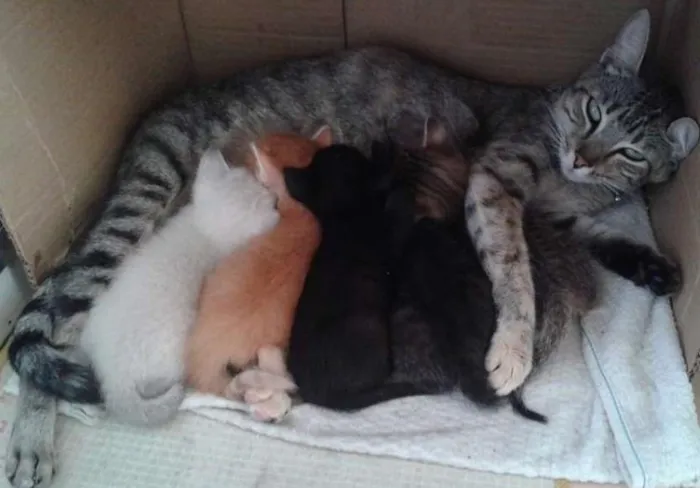 Gato raça  idade Abaixo de 2 meses nome Pretinha,Bartô,Mel,