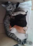 Pretinha,Bartô,Mel,