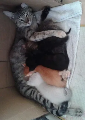 Gato raça  idade Abaixo de 2 meses nome Pretinha,Bartô,Mel,