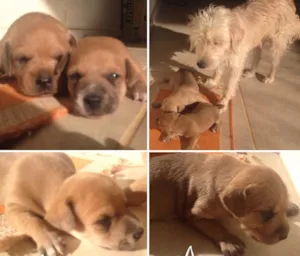 Cachorro raça SRD idade Abaixo de 2 meses nome Bart e Lisa