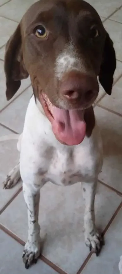 Cachorro raça Braco Alemão  idade 6 ou mais anos nome Bruno e Lina
