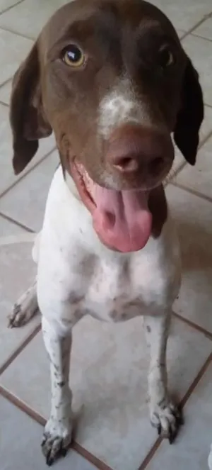 Cachorro raça Braco Alemão  idade 6 ou mais anos nome Bruno e Lina