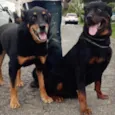 Zara e Bruce