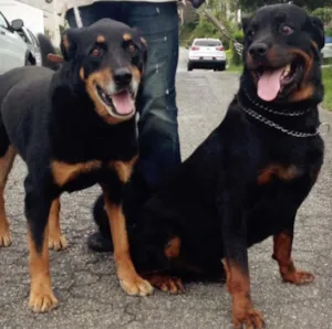 Cachorro raça Rottweiler idade 3 anos nome Zara e Bruce