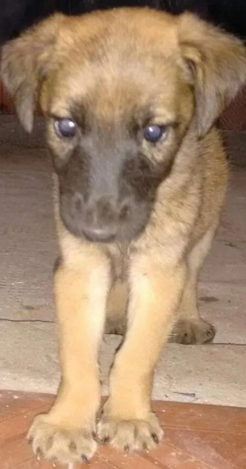 Cachorro ra a  idade Abaixo de 2 meses nome Fiona
