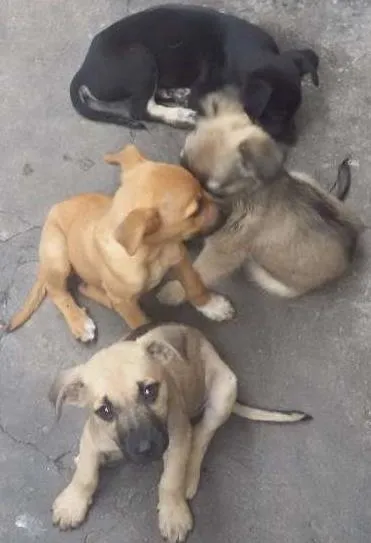 Cachorro ra a não identificada idade 2 a 6 meses nome Sem nomes
