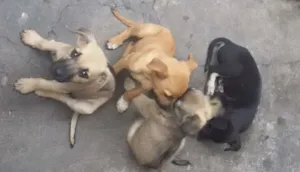 Cachorro raça não identificada idade 2 a 6 meses nome Sem nomes