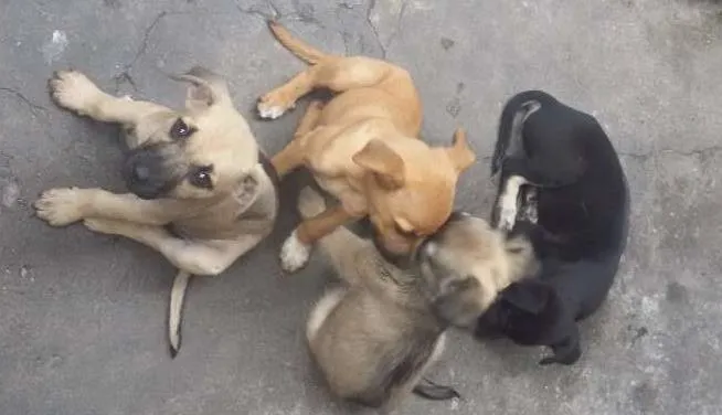 Cachorro ra a não identificada idade 2 a 6 meses nome Sem nomes