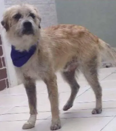 Cachorro ra a SRD idade 3 anos nome Dido