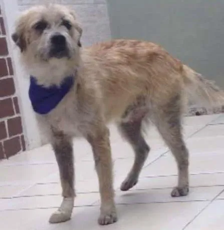 Cachorro ra a SRD idade 3 anos nome Dido