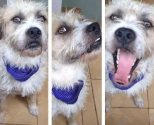 Cachorro raça SRD idade 3 anos nome Dido