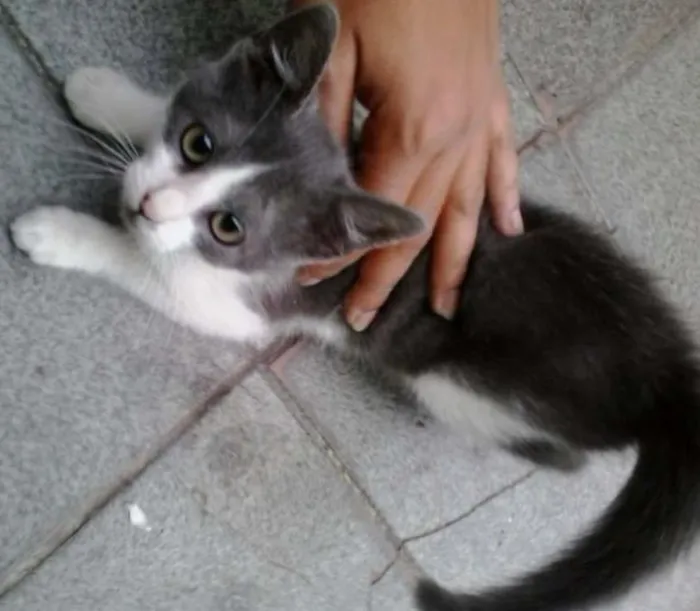 Gato ra a SRD idade 2 a 6 meses nome Ainda não tem nome