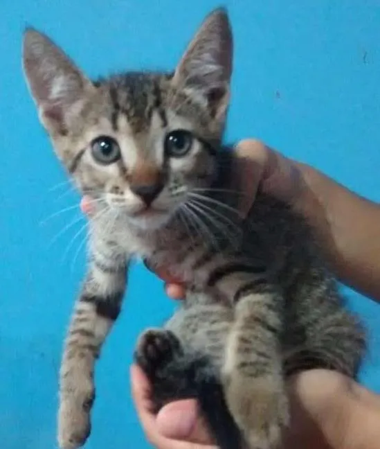 Gato ra a Sem raça idade Abaixo de 2 meses nome Sem nome