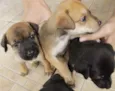 Filhos de Frida