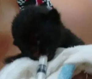 Gato raça vira-lata idade Abaixo de 2 meses nome Baguera