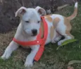 Apolo