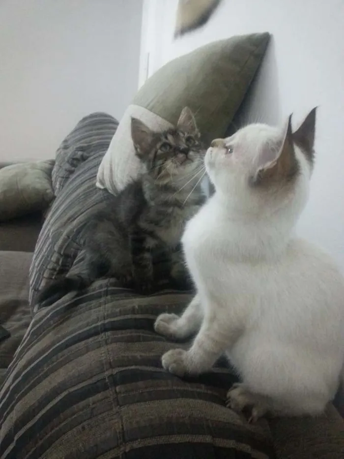 Gato ra a não identificada idade 2 a 6 meses nome Pingo