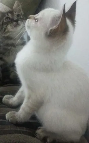 Gato raça Não Identificada idade 2 a 6 meses nome Nina
