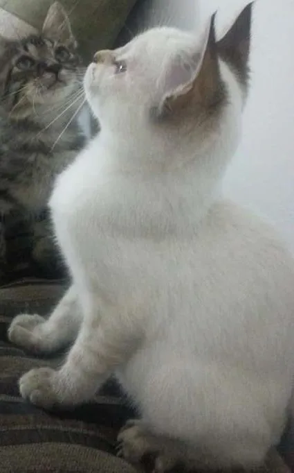 Gato ra a Não Identificada idade 2 a 6 meses nome Nina