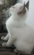 Nina