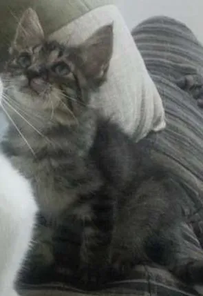 Gato ra a não identificada idade 2 a 6 meses nome Pingo