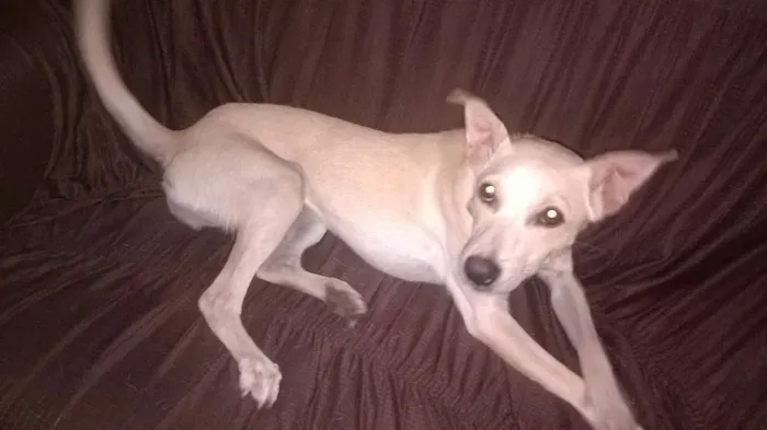 Cachorro raça srd idade 1 ano nome panqueca...