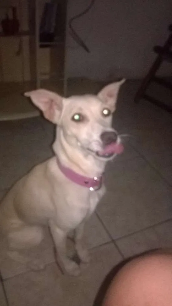 Cachorro raça srd idade 1 ano nome panqueca...