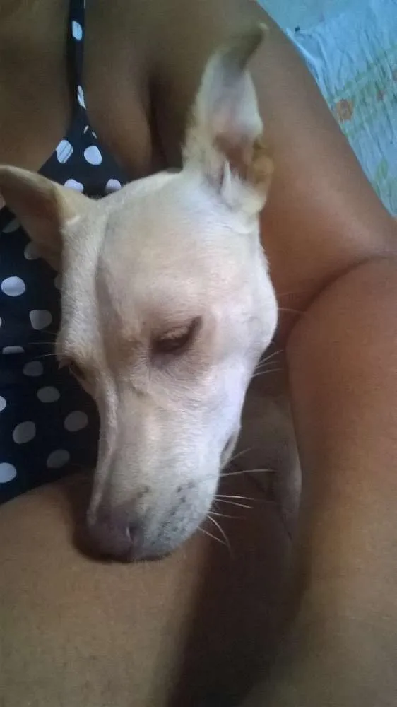 Cachorro raça srd idade 1 ano nome panqueca...